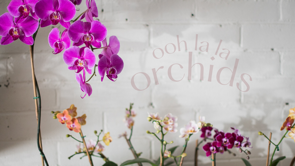 Ooh La La Orchids - STUDIO FOLIAGE