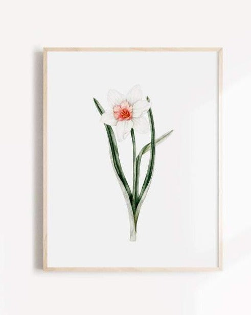 Daffodil - Poster - Marie-Lise - Art - STUDIO FOLIAGE