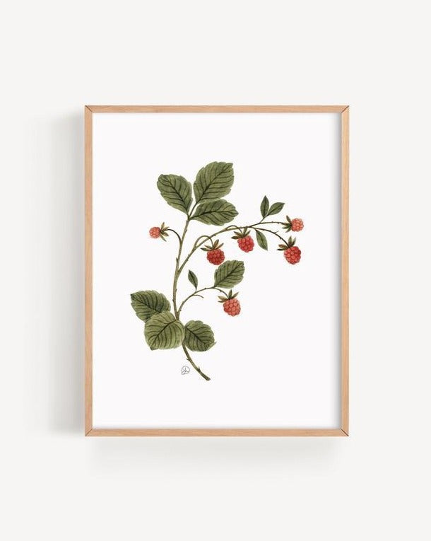 Raspberry Branch - Art Print- Joannie Houle - Art - STUDIO FOLIAGE